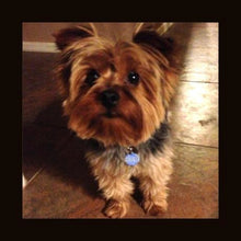 Load image into Gallery viewer, Blue Bones/Paw Prints Pet ID