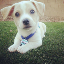 Load image into Gallery viewer, Blue Chevron Pet tag