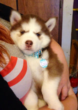 Load image into Gallery viewer, Gray Chevron Pet ID Tag
