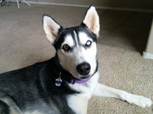 Load image into Gallery viewer, Damask Pet Tag
